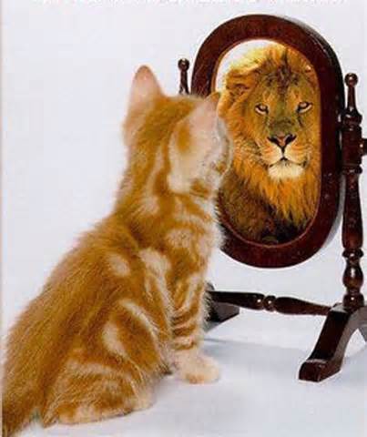 cat lion in mirror